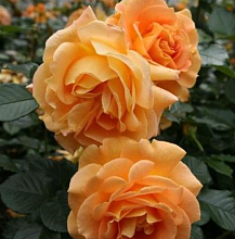 Основное изображение товара