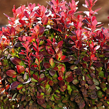 Основное изображение товара