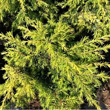 Основное изображение товара