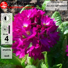 Основное изображение товара