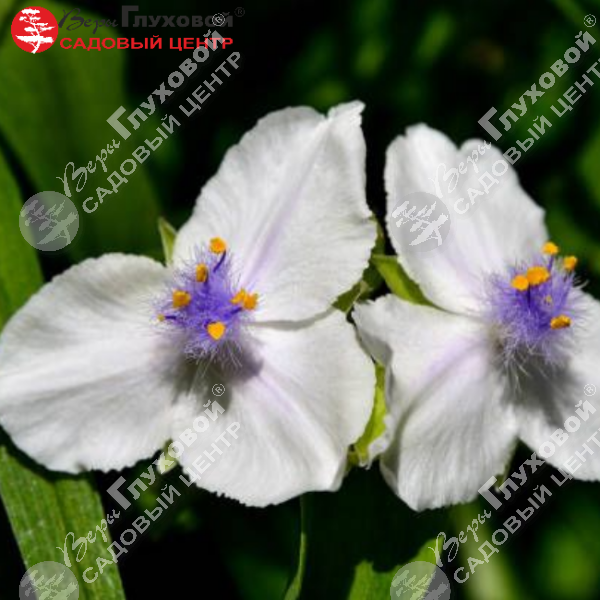 Традесканция андерсона "Литтл Вайт Долл" на фото