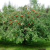Рябина обыкновенная (Sorbus aucuparia) Пендула Шт-220 С25 РСав/25