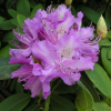 Рододендрон гибридный (Rhododendron hybriden) 'Alfred' 40-50 С15 ПЧ/26