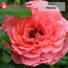 Роза полиантовая 'Kimono' ОКС НвС/26