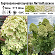 Гортензия метельчатая 