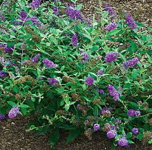 Основное изображение товара