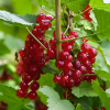 Смородина красная Виксне (средний сорт) Р9