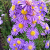 Астра новобельгийская (Aster novaebelgii) Шон фон Диетликон С3 СП/24