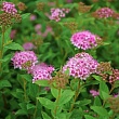 Спирея японская 