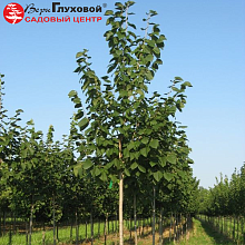 Основное изображение товара