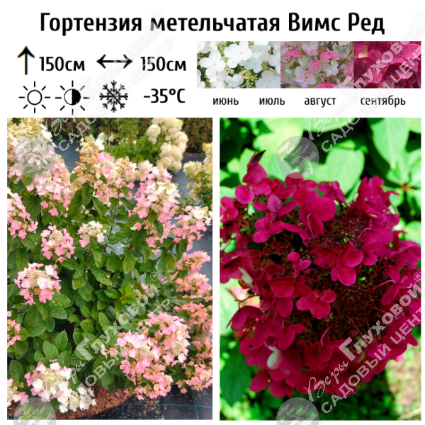 Гортензия метельчатая "Вимс Ред" на фото