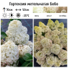 Гортензия метельчатая (Hydrangea paniculata) Бобо Р9 СП/26