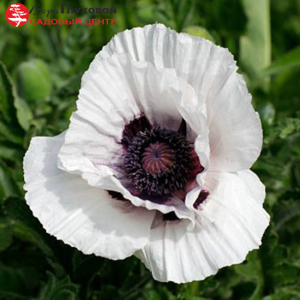 Основное изображение товара