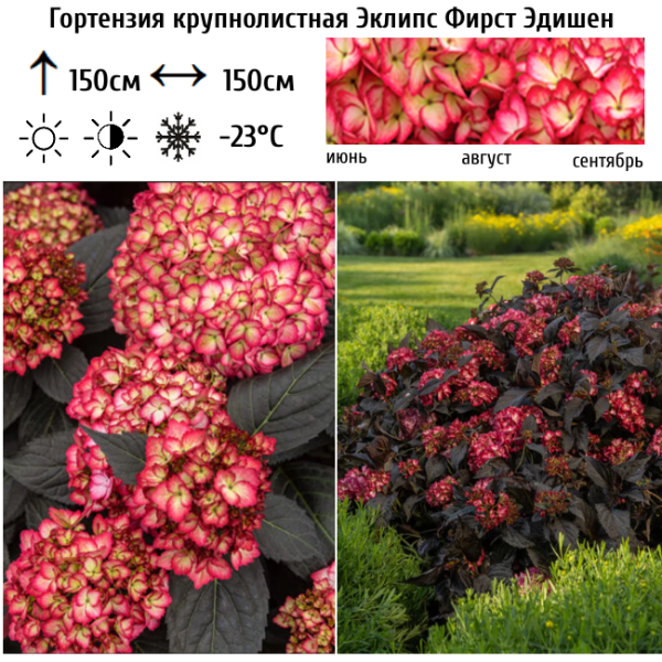 Основное изображение товара