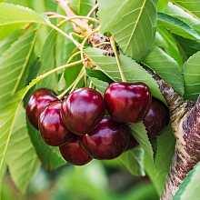 Основное изображение товара