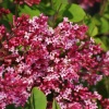 Сирень Мейера (Syringa meyeril) Ред Пикси С3 СП/25