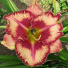 Лилейник (Hemerocallis) Белив ин Мираклс С3 ГлХ/26