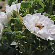 Роза Ругоза 
