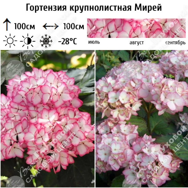 Гортензия крупнолистная "Мирей" на фото