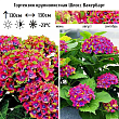 Гортензия крупнолистная 
