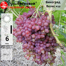 Основное изображение товара