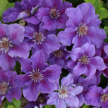 Основное изображение товара