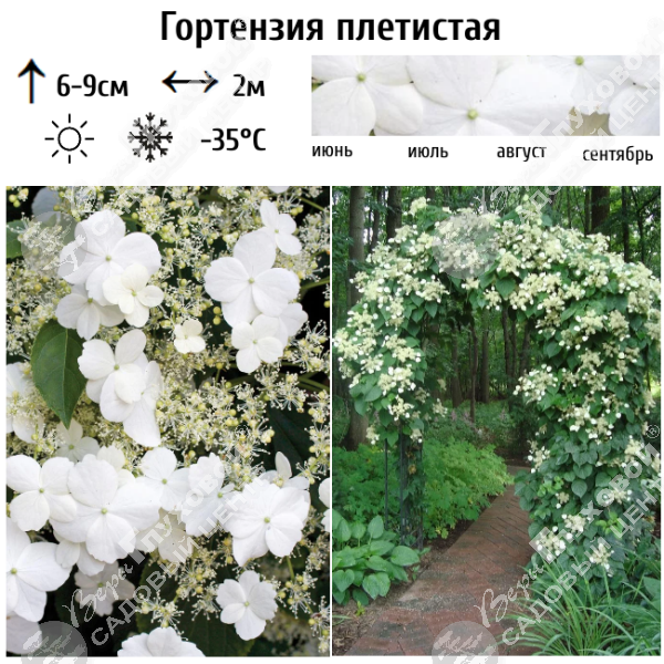 Гортензия плетистая на фото