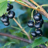 Смородина черная Сластена (среднеранний сорт)