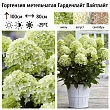 Гортензия метельчатая 