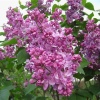 Сирень обыкновенная "Богдан Хмельницкий" на фото
