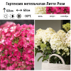 Гортензия метельчатая (Hydrangea paniculata) Литтл Рози Р9 СП/26
