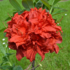 Азалия крупноцветковая (Azalea) 'Doloroso' 40-60 С5 ПЧ/25
