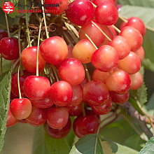 Основное изображение товара