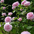 Роза штамбовая 