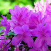 Азалия японская "Орлис" на фото