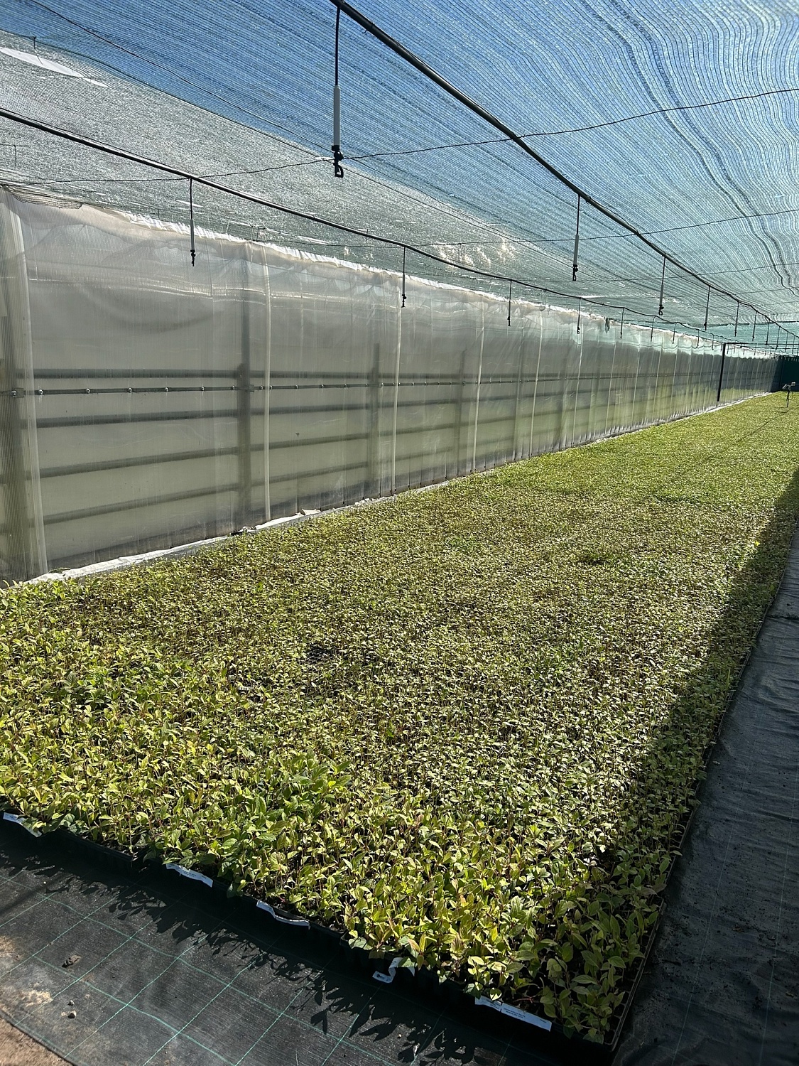 Будни питомника