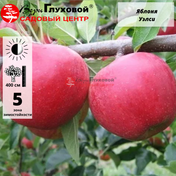 Основное изображение товара