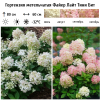 Гортензия метельчатая (Hydrangea paniculata) Файер Лайт Тини Бит С3 НАп/26