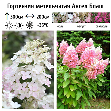 Основное изображение товара