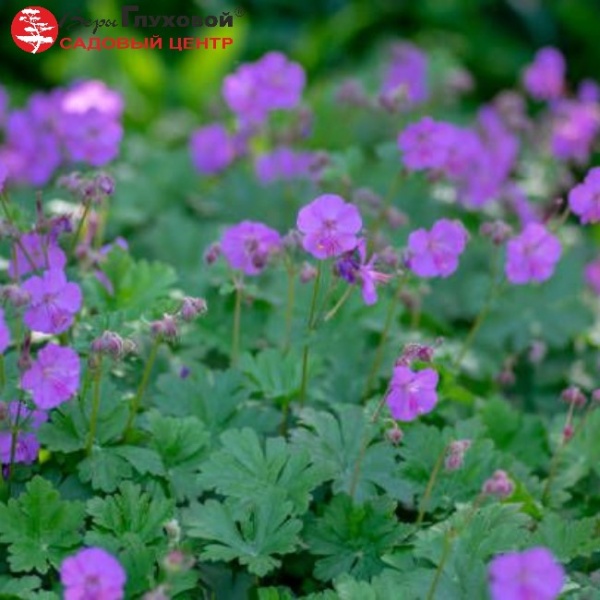 Основное изображение товара