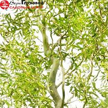 Основное изображение товара