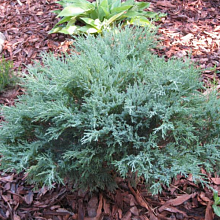 Основное изображение товара