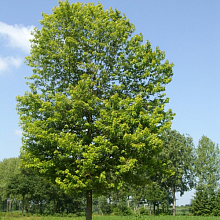 Основное изображение товара