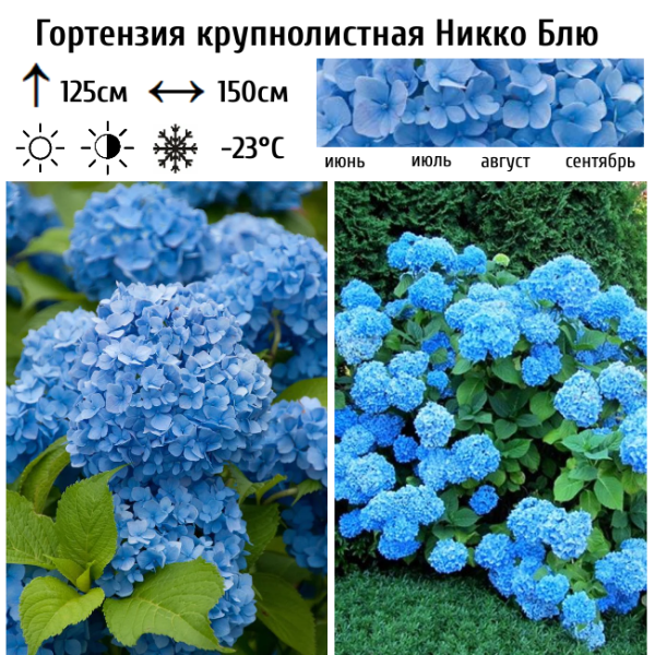 Основное изображение товара