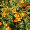 Лапчатка кустарниковая (Potentilla fruticosa) Хоплейс Оранж С3 СП/25
