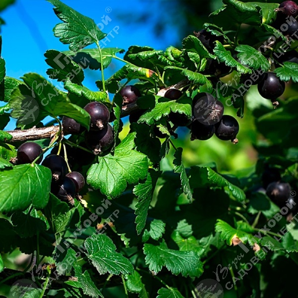 Йошта "Джостаберри" на фото