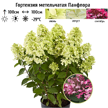 Основное изображение товара