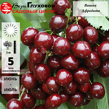 Вишня Афродита (ранний сорт)
