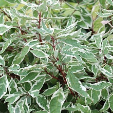 Основное изображение товара