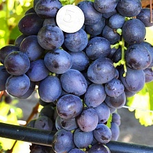 Основное изображение товара